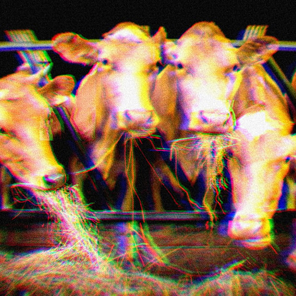 Farm cows in a pen eating from a hay pile.