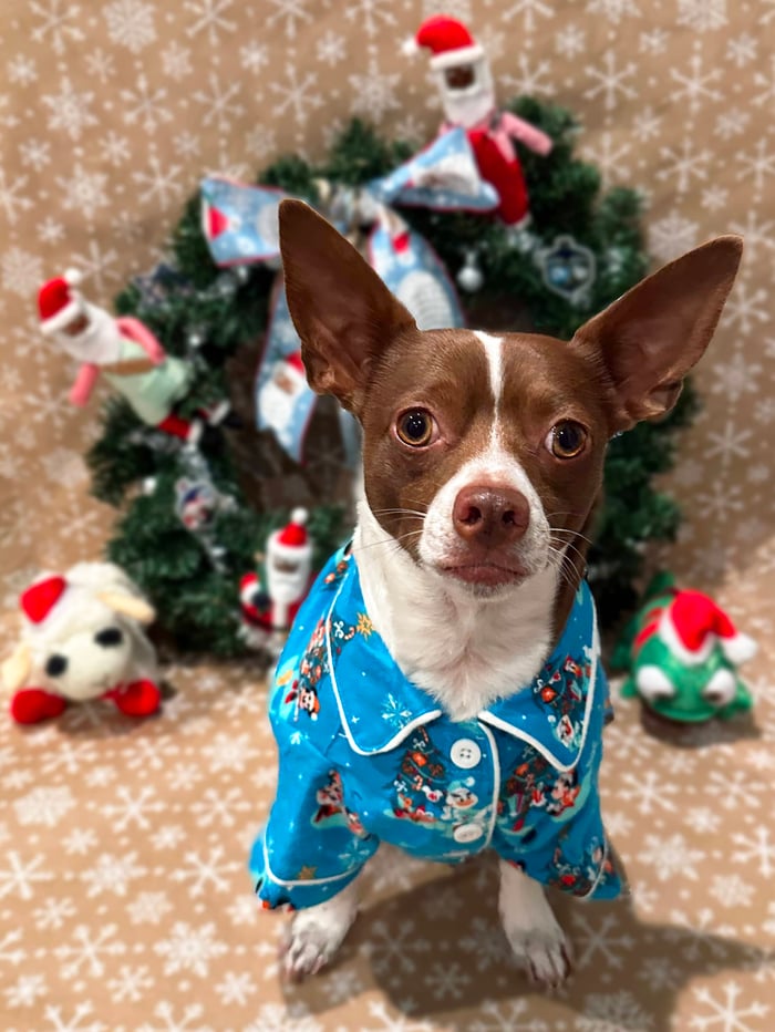 Henry the dog wearing a Disney Christmas shirt with a wreath in the background.