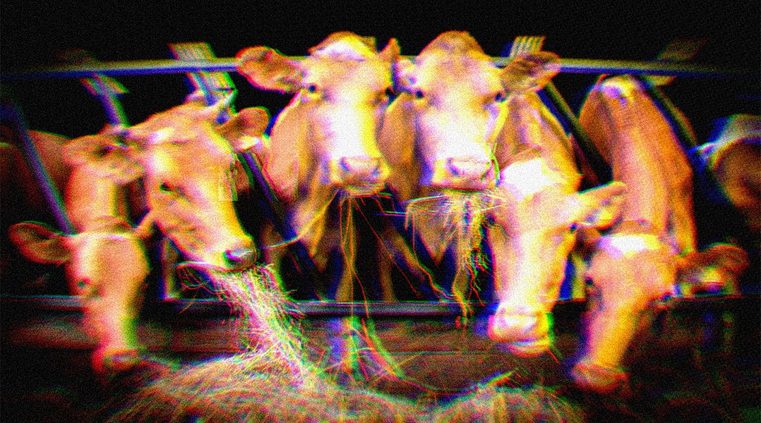 Farm cows in a pen eating from a hay pile.